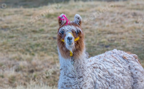 Preview: Alpaca