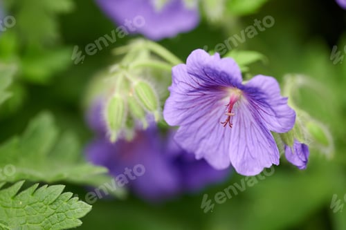 Preview: Blue Geranium