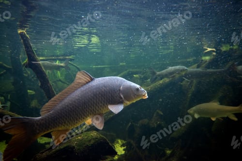 Preview: Freshwater fish carp (Cyprinus carpio) in the pond