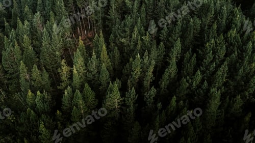 Preview: Aerial view of green pine trees on a mountain forest