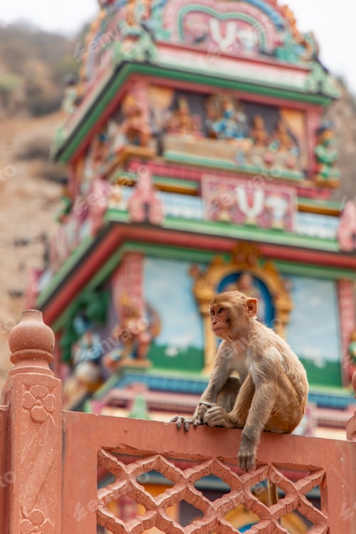 Preview: Rhesus macaque monkey sitting on a wall at Galtaji Temple in Jaipur