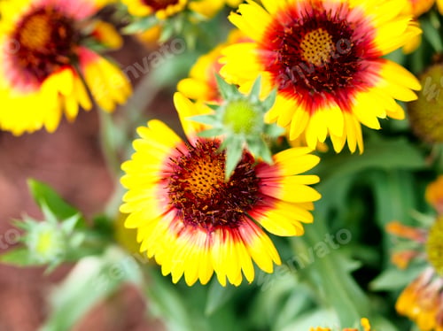Preview: the flowers have bright yellow petals and red centers with green leaves