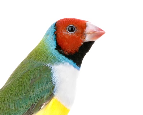 Preview: Gouldian Finch - Erythrura gouldiae