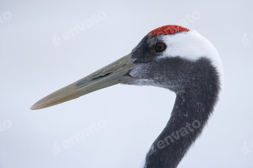 Preview: The head of red-crowned crane, Grus japonensi, Japanese crane. Grey and white plumage with patch of