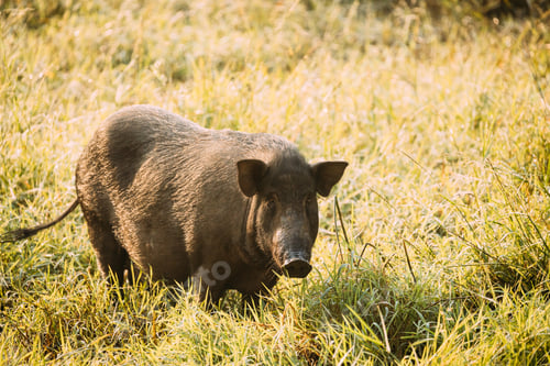 Preview: Big Household Black Pig In Fresh Green Grass In Farm. Pig Farming Is Raising And Breeding Of