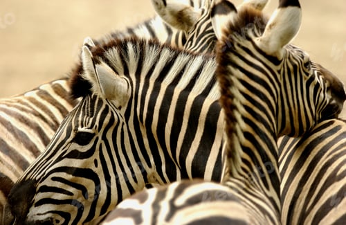 Preview: Zebras animals, close up