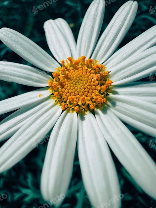 Preview: Macro Clos up shot of a white yellow flower