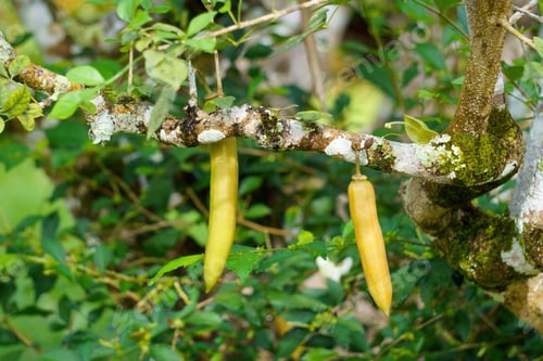 Preview: Selective focus shot of a Candle Tree, Parmentiera cereifera
