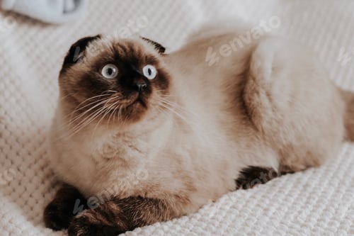 Preview: Portrait cat
