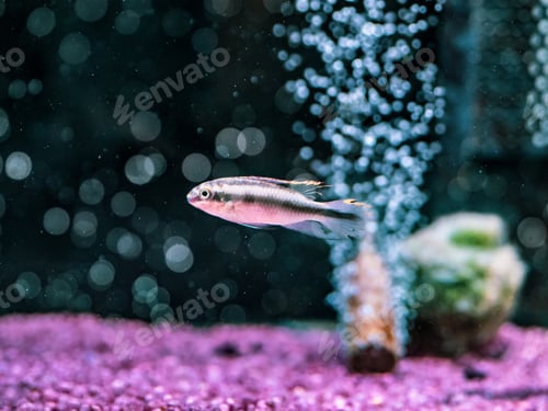 Preview: Exotic fish in aquarium