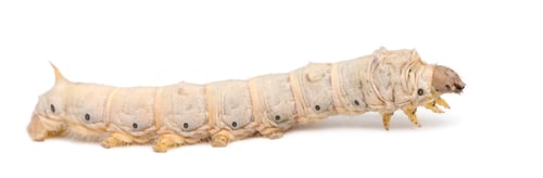 Preview: Silkworm larvae, Bombyx mori, against white background