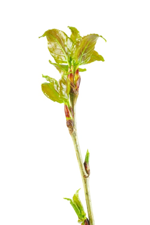 Preview: White poplar branch with fresh leaves