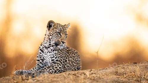 Preview: Leopard sits on the ground in safari on a blurred background
