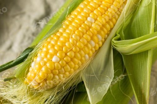 Preview: Raw Organic Sweet Corn on the Cob