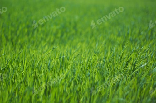 Preview: Fresh green grass close up, selective focus