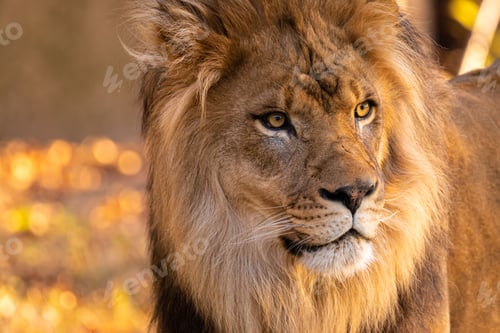 Preview: Portrait of a young Lion King outdoors on a sunny day