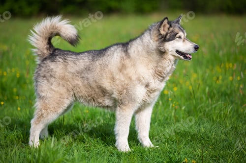 Preview: Alaskan Malamute Dog