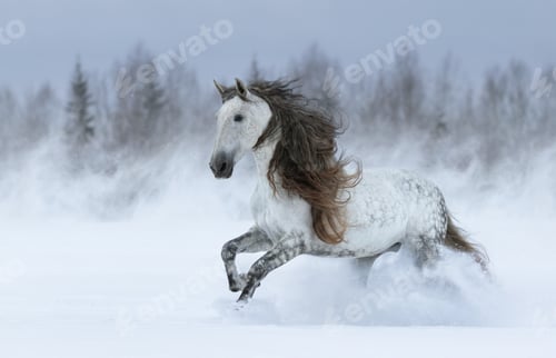 Preview: Gray long-maned Spanish horse galloping during snowstorm.