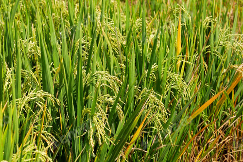 Preview: Rice plants in a paddy - Bali