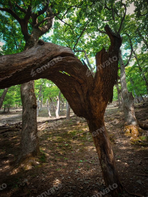 Preview: Forest above the village Kuchyna, bent tree, Slovakia