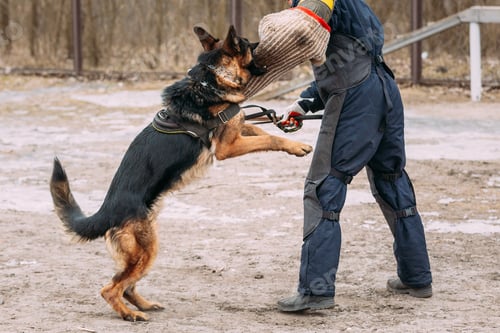 Preview: German Shepherd Dog training. Biting dog