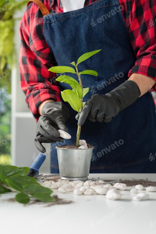 Preview: Meticulous Gardener Tending to Potted Plant for Growth Enhancement