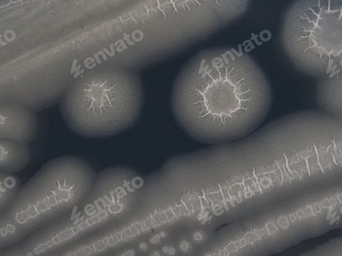 Preview: Colonies of Bacillus subtilis natto