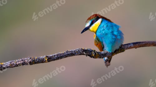 Preview: Bee-eater