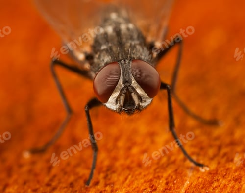 Preview: house fly on wood