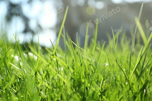 Preview: Lush green grass outdoors on sunny day, closeup