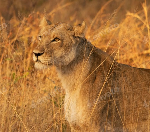 Vista previa: A Beautiful Wildlife in the World in pictures