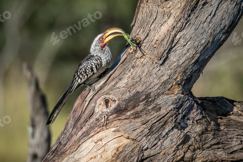Preview: Yellow-billed hornbill with Praying matis.