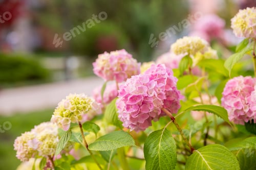 Preview: pink hydrangea macrophylla or hortensia shrub in full bloom in a flower pot, with fresh green leaves