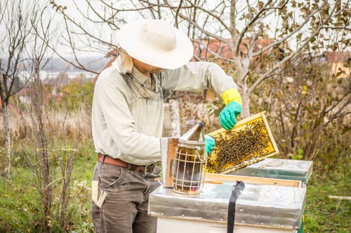 Preview: Man looking at a beehive in a meadow and collecting honey
