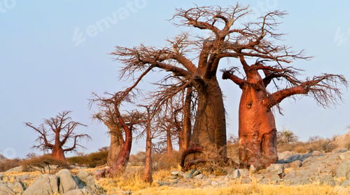 Preview: Baobab, Makgadikgadi Pans National Park, Botswana