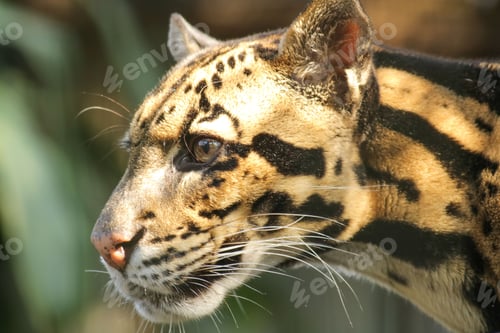 Preview: Closeup of a leopard's face on a sunny day