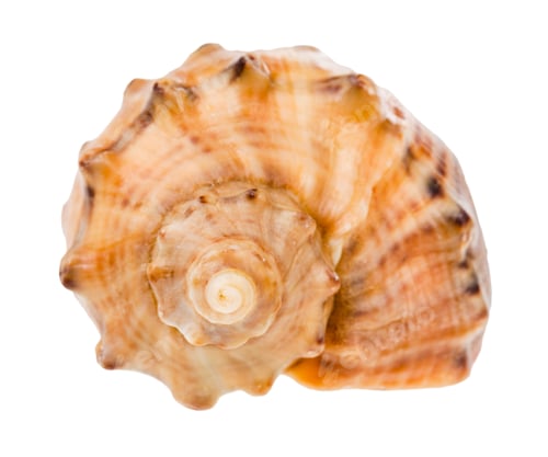 Preview: helix shell of rapana isolated on white