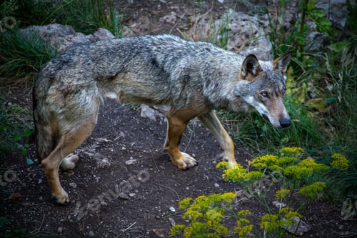 Preview: Canis lupus italicus (subspecies of the gray wolf, Canis lupus).