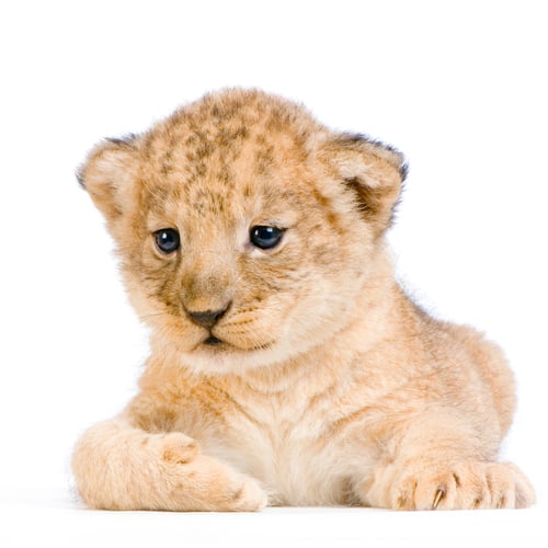 Preview: Lion Cub lying down