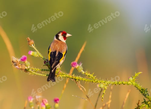 Preview: European goldfinch, Carduelis carduelis. A bird sits on the stem and eats the seeds