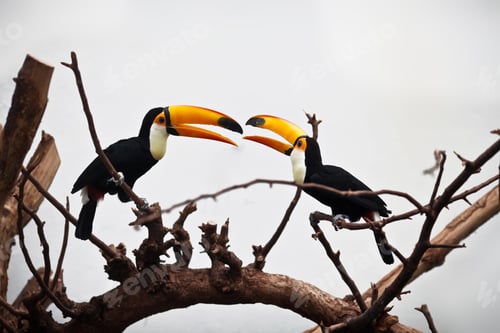 Preview: toucan, bird, colours, tropics
