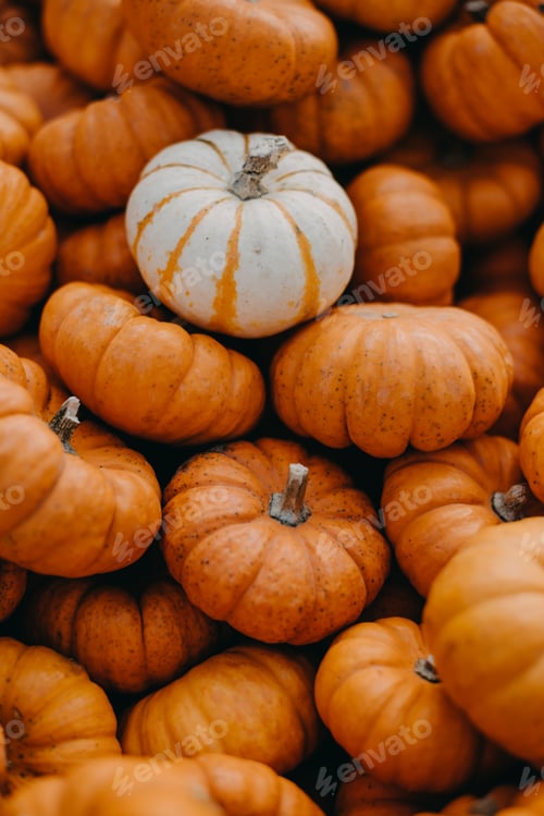 Colorful Pumpkins and Gourds in a Fall Harvest