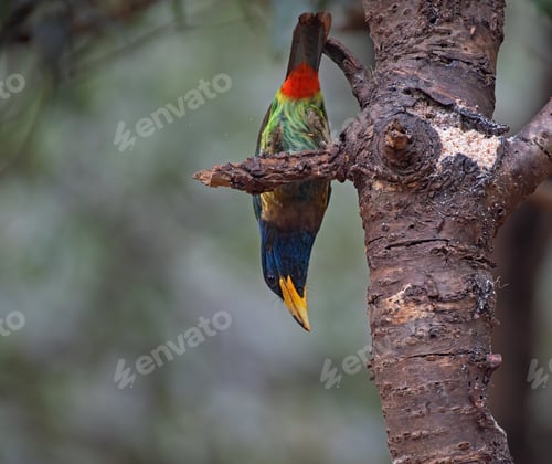 Preview: Great barbet