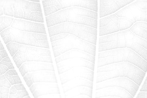 Preview: Leaf vein macro shot background
