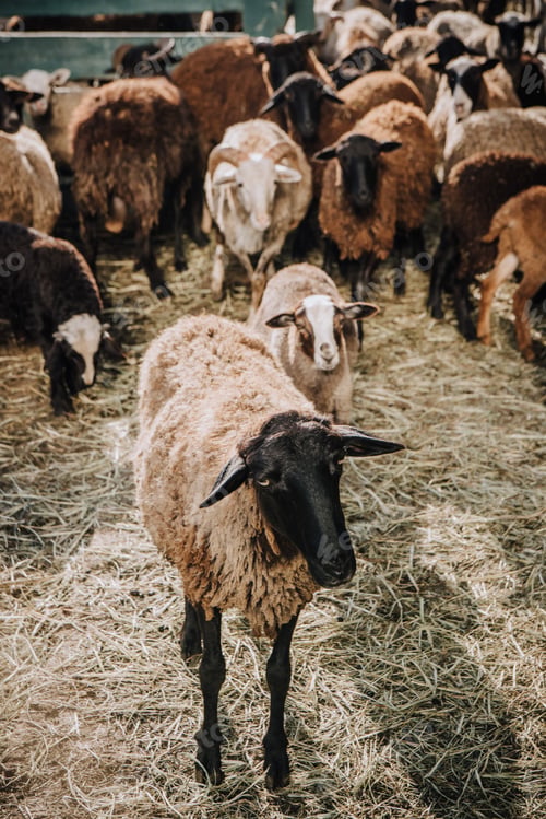 Preview: close up view of brown sheep grazing with herd in corral at farm