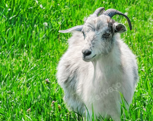 Preview: Portrait of a goat on a green meadow.