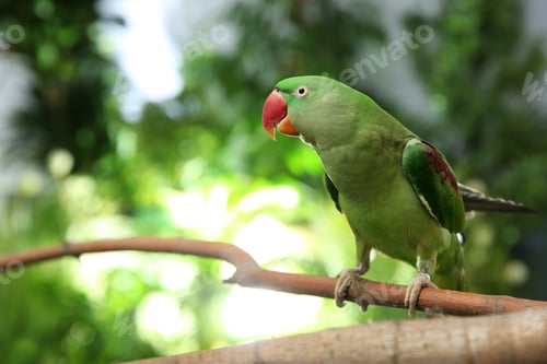 Preview: Beautiful Alexandrine Parakeet on tree branch outdoors
