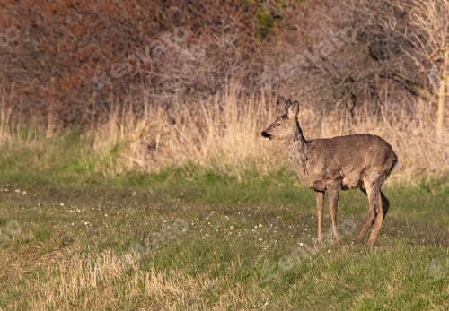 Preview: Closeup of a beautiful deer pasturing in the forest