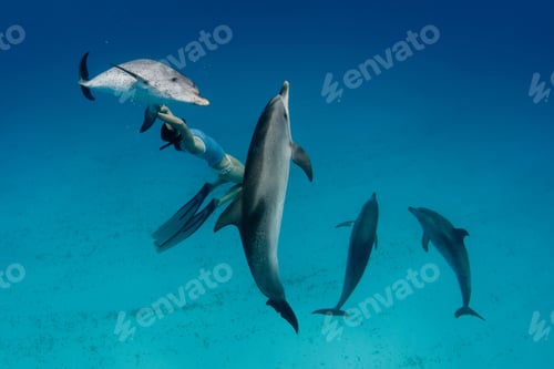 Preview: Snorkeler swimming with dolphins