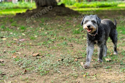 Preview: Happy mixed breed dog walking in the park